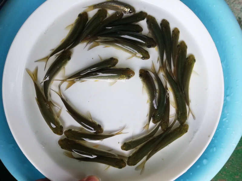 长江草鱼苗出售，鱼苗养殖基地直供草鲩鱼苗批发