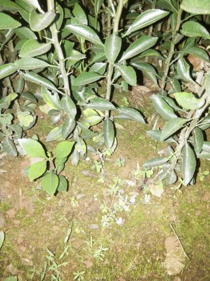 酸柑苗，酸橘苗，酸柑苗，酸柑苗