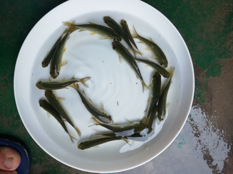 长江草鱼苗出售，鱼苗养殖基地直供草鲩鱼苗批发