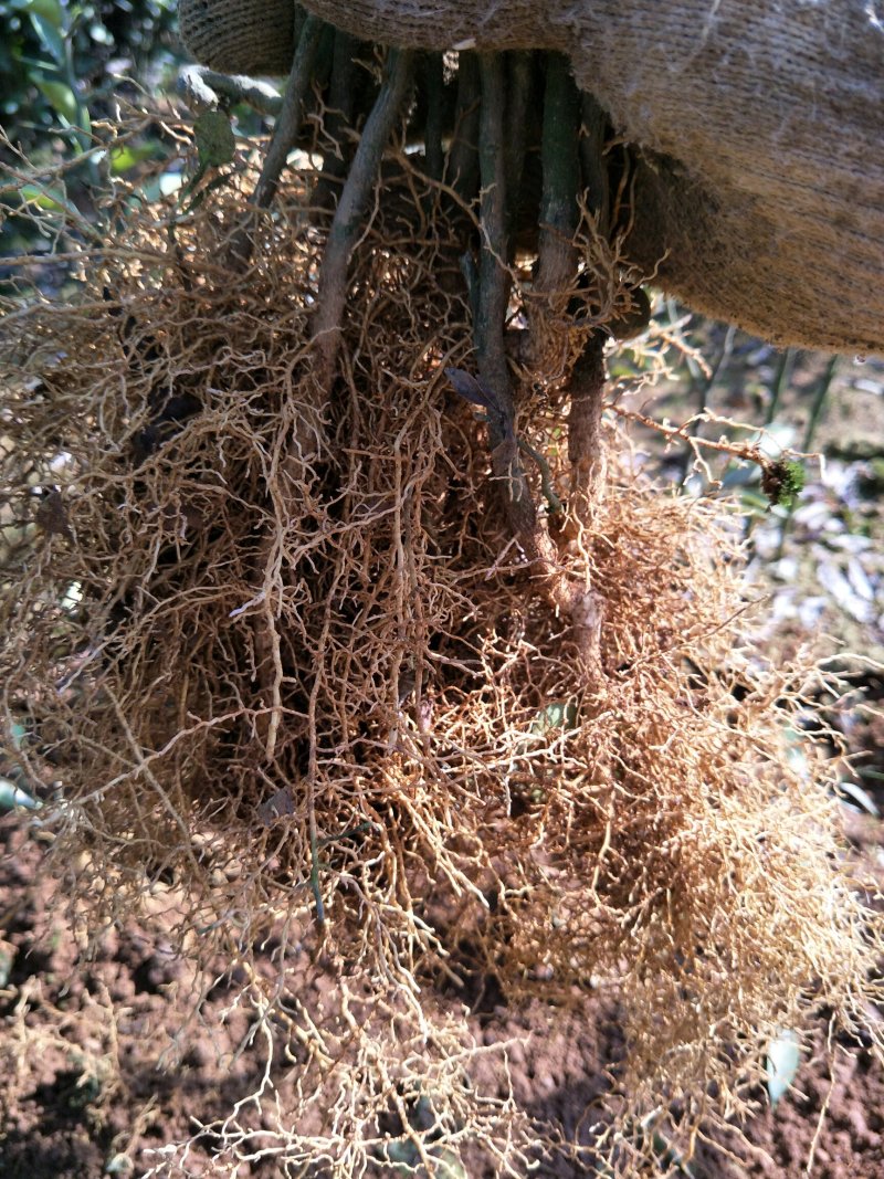 酸柑苗，酸橘苗，酸柑苗，酸柑苗
