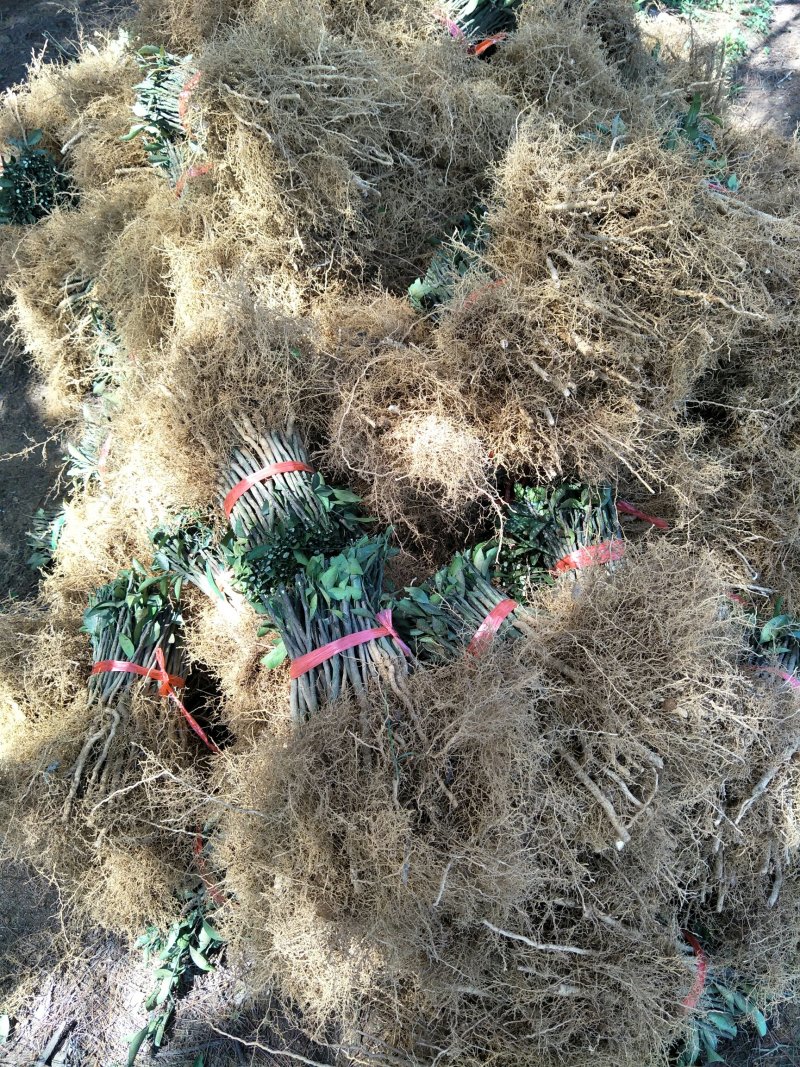 酸柑苗，酸橘苗，酸柑苗，酸柑苗
