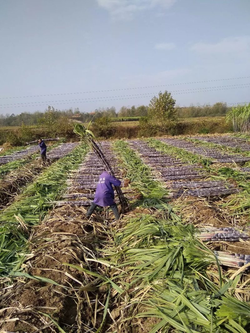 甘蔗黑皮甘蔗产地代办装车量大从优