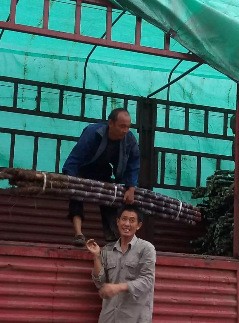 甘蔗黑皮甘蔗产地代办装车量大从优