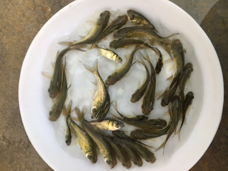 广东花鲢鱼苗批发淡水大头鱼苗出售优质鱼苗供应