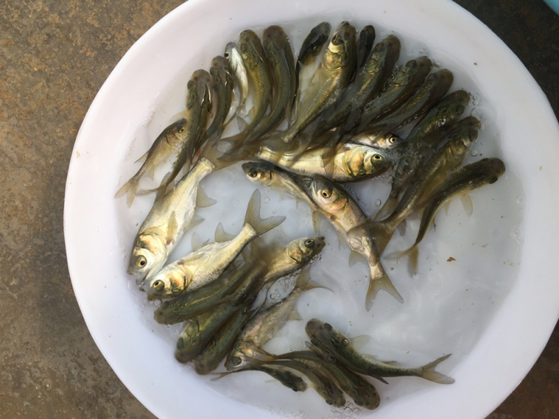 广东花鲢鱼苗批发淡水大头鱼苗出售优质鱼苗供应