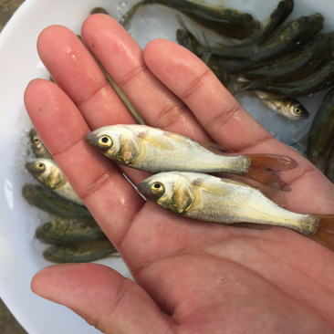 广东花鲢鱼苗批发淡水大头鱼苗出售优质鱼苗供应