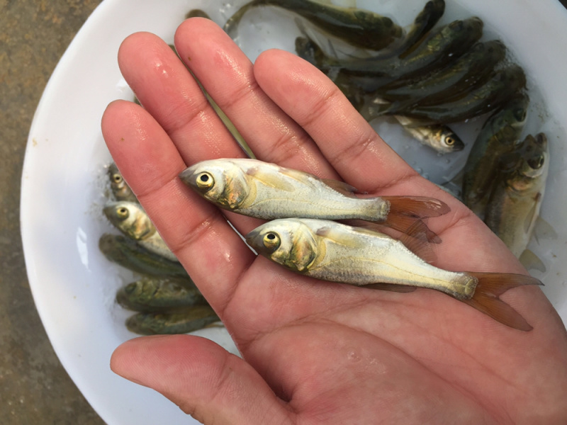 广东花鲢鱼苗批发淡水大头鱼苗出售优质鱼苗供应