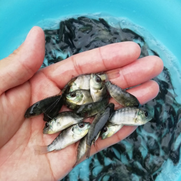 大量出售罗非鱼苗，新吉富罗非鱼苗