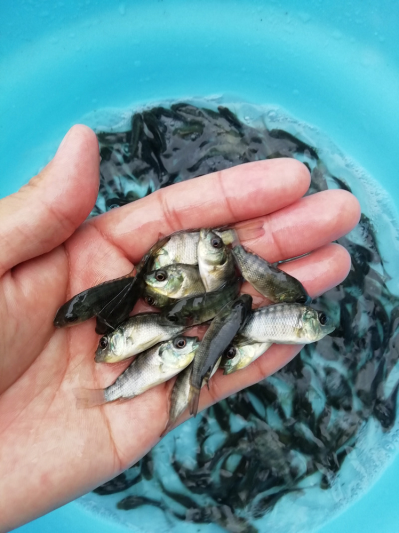 大量出售罗非鱼苗，新吉富罗非鱼苗