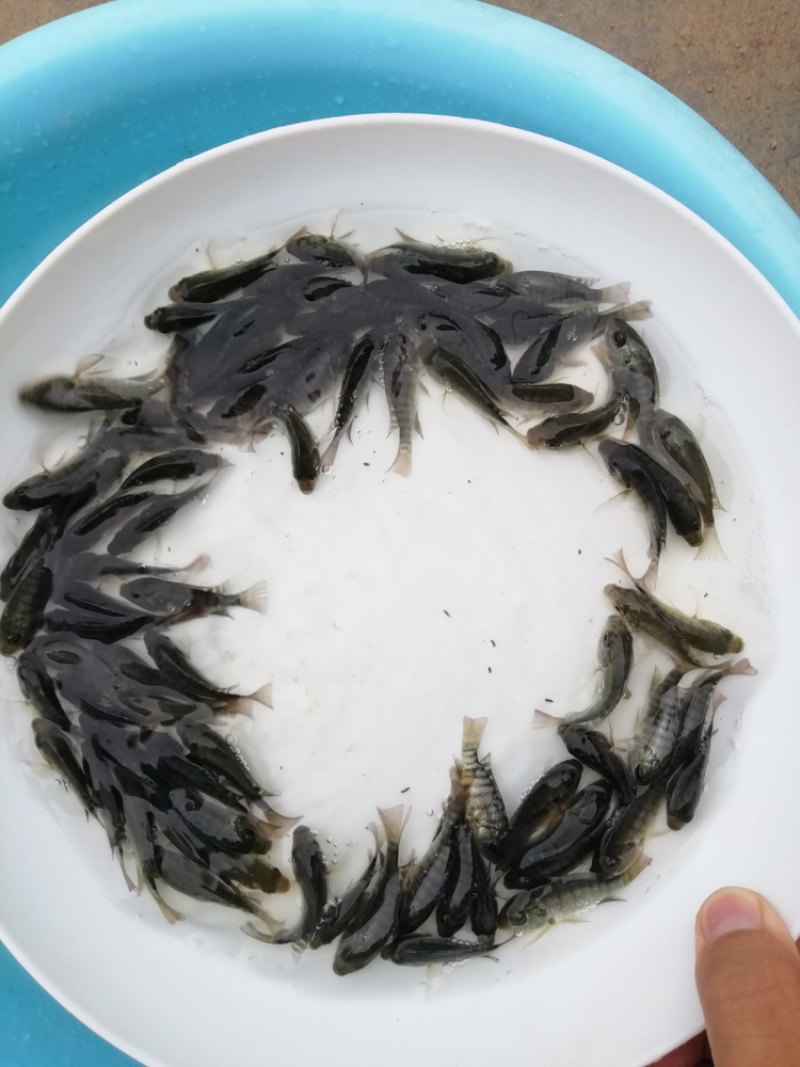 大量出售罗非鱼苗，新吉富罗非鱼苗