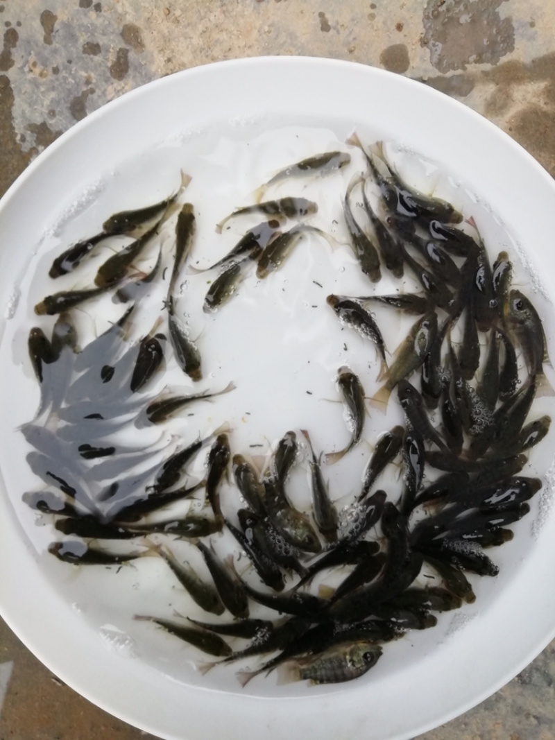 大量出售罗非鱼苗，新吉富罗非鱼苗
