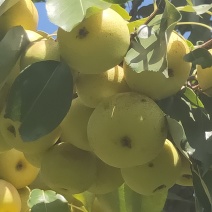 花盖梨，南果梨