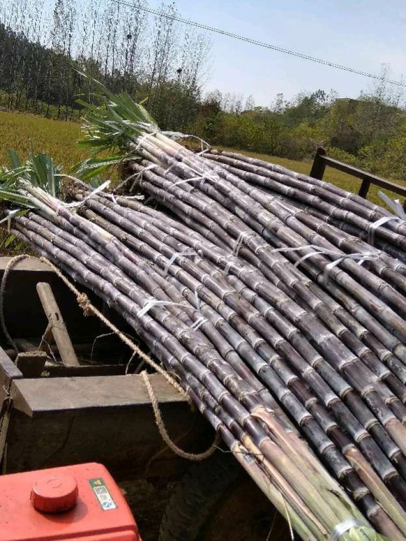 产地直发甘蔗黑皮氺果甘蔗色黑节长皮溥脆甜量大价优，