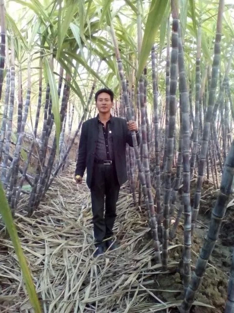 产地直发甘蔗黑皮氺果甘蔗色黑节长皮溥脆甜量大价优，