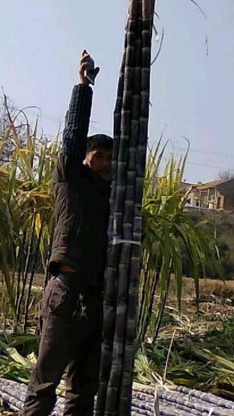 产地直发甘蔗黑皮氺果甘蔗色黑节长皮溥脆甜量大价优，