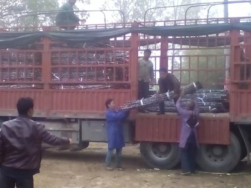 产地直发甘蔗黑皮氺果甘蔗色黑节长皮溥脆甜量大价优，