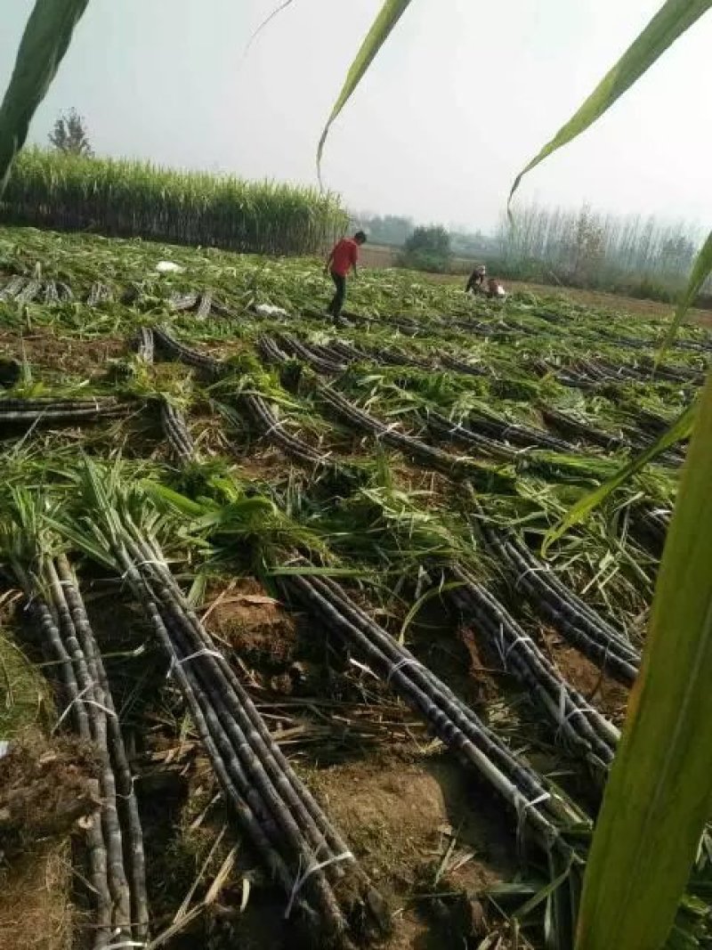 产地直发甘蔗黑皮氺果甘蔗色黑节长皮溥脆甜量大价优，