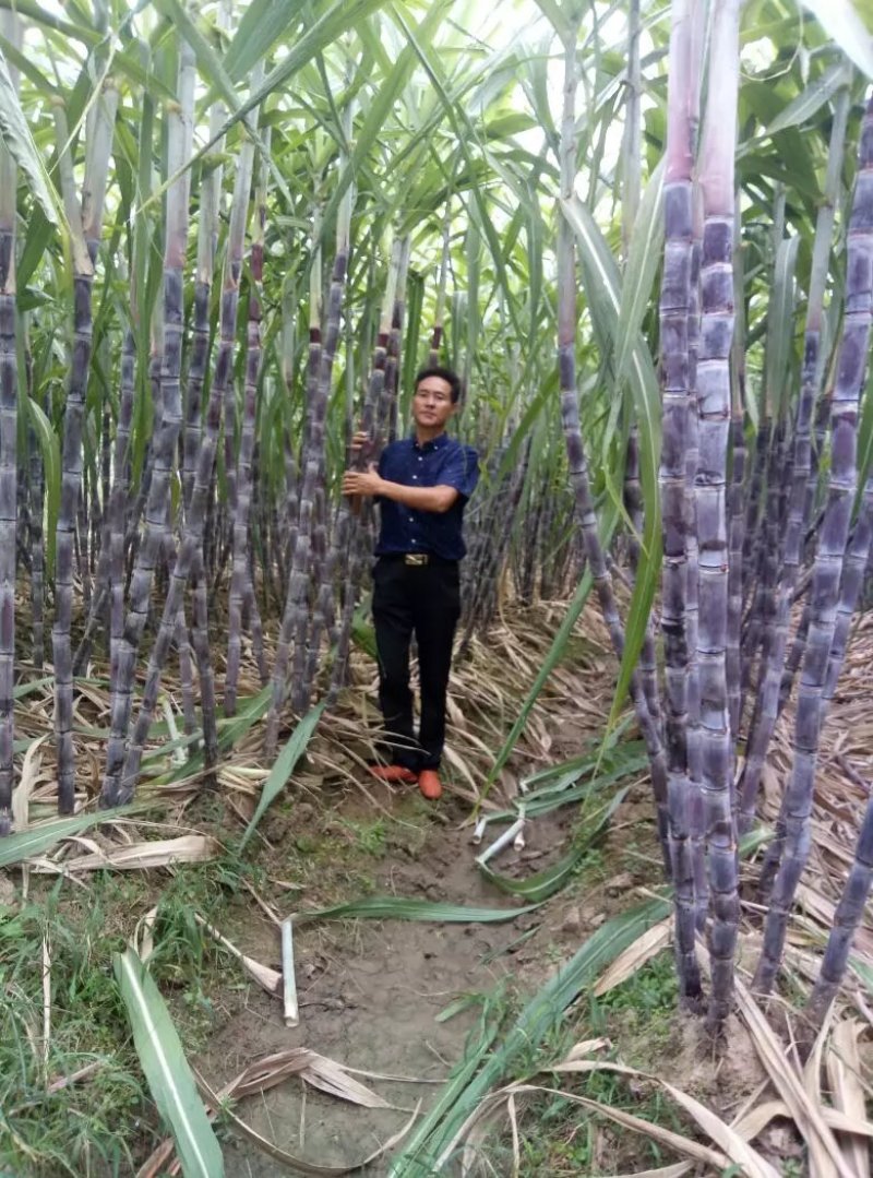 产地直发甘蔗黑皮氺果甘蔗色黑节长皮溥脆甜量大价优，