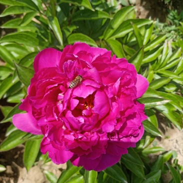 观赏芍药干花大富贵重瓣芍药千层花花卉批发