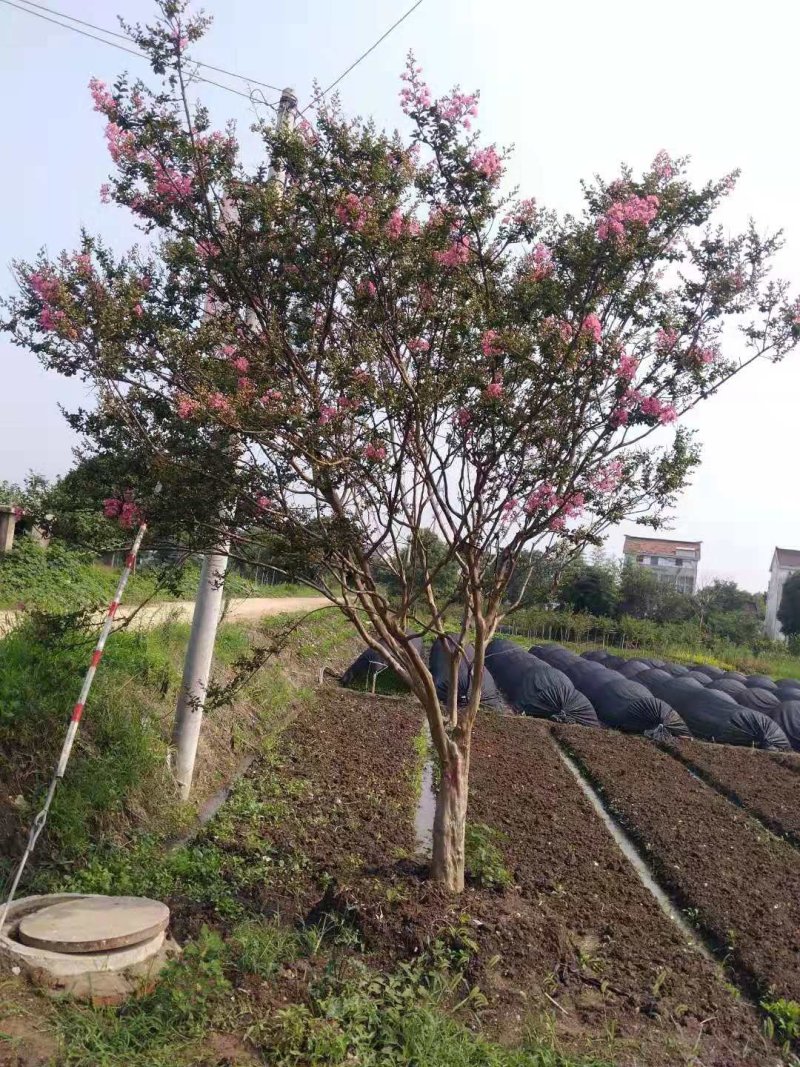 20公分的紫薇