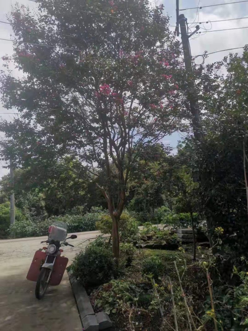 20公分的紫薇