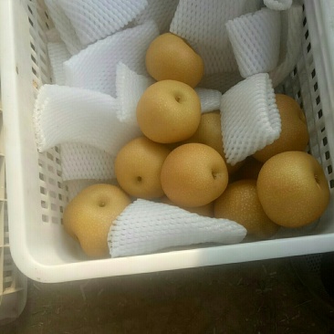 秋月梨