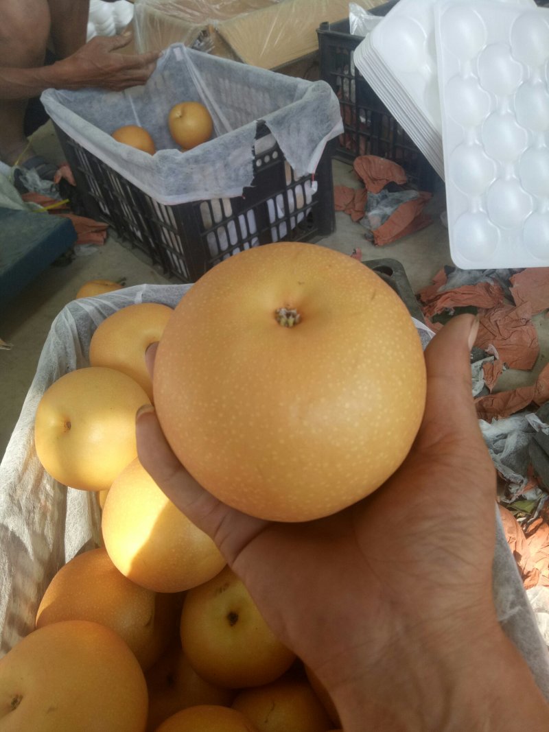 秋月梨