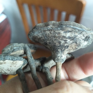 香血灵芝纯野生货