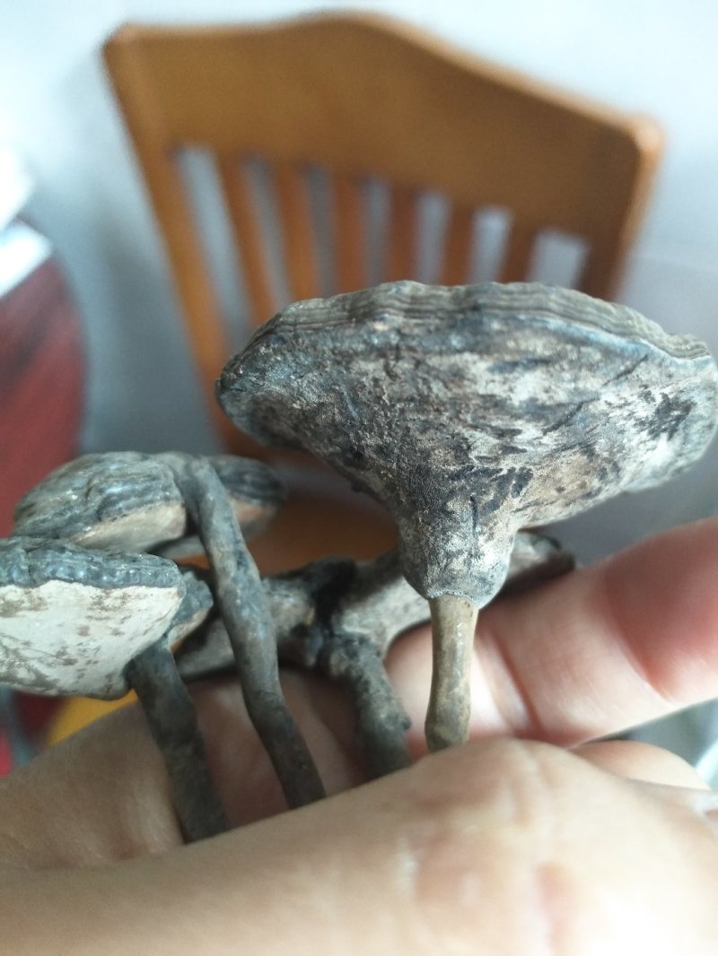 香血灵芝纯野生货