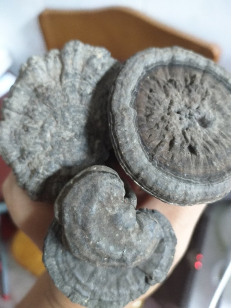 香血灵芝纯野生货