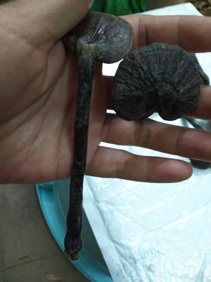 竹灵芝