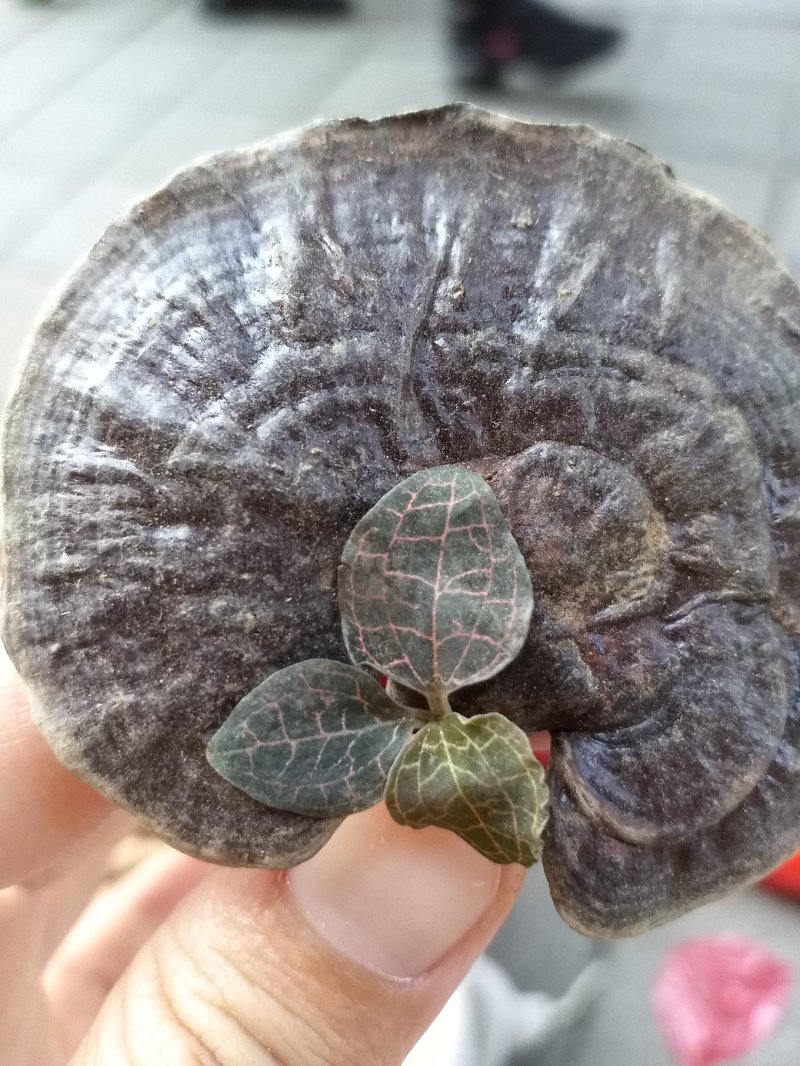 竹灵芝