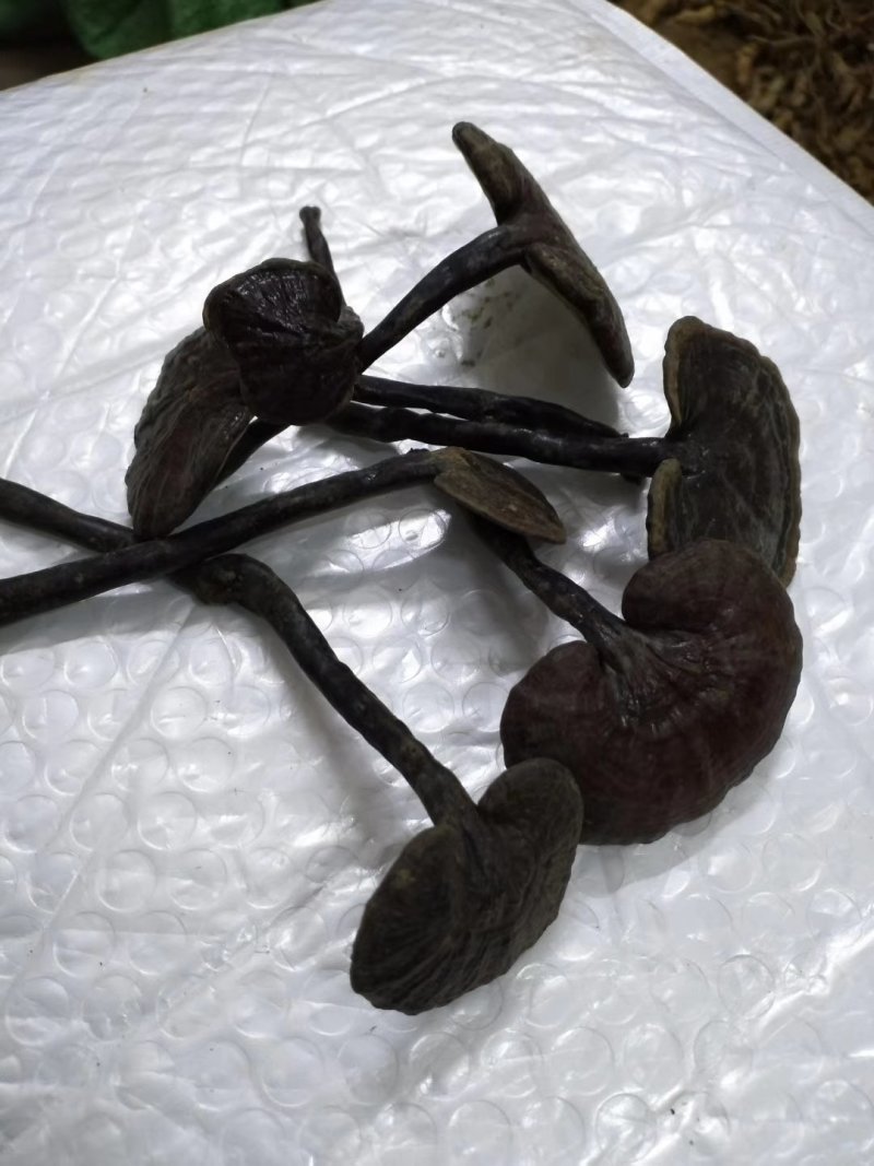 竹灵芝