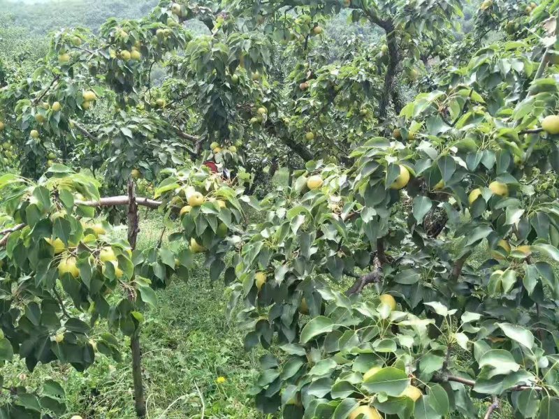 南国梨东北辽宁鞍山鲜南国梨，南国梨精品南国梨。南国梨