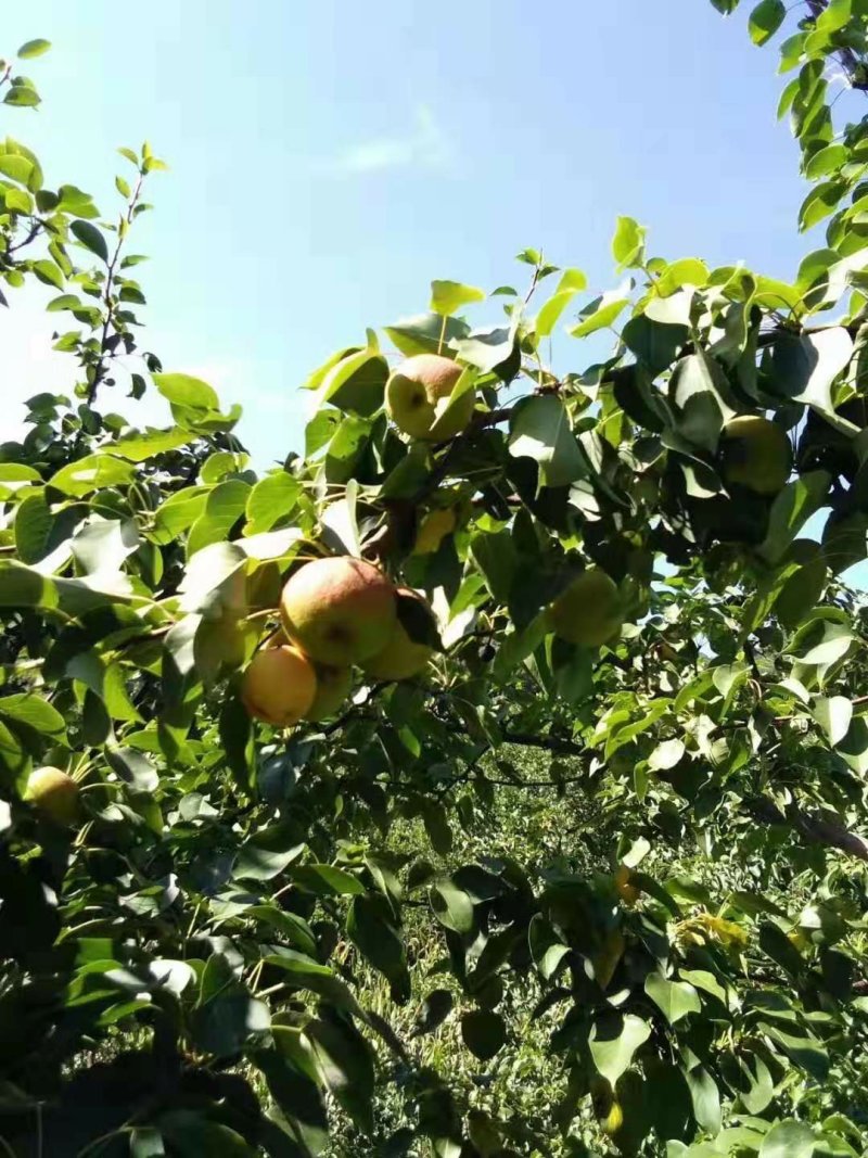 南国梨东北辽宁鞍山鲜南国梨，南国梨精品南国梨。南国梨