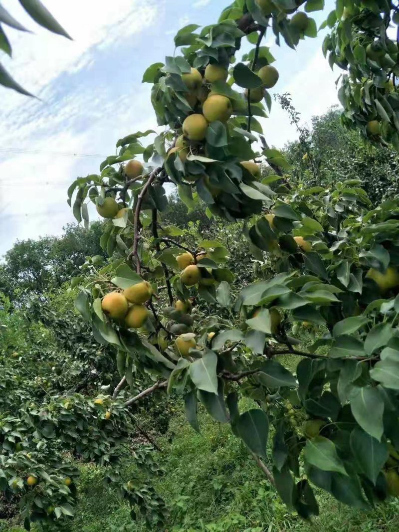 南国梨东北辽宁鞍山鲜南国梨，南国梨精品南国梨。南国梨