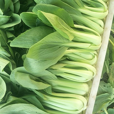上海青，小白菜，芹菜
