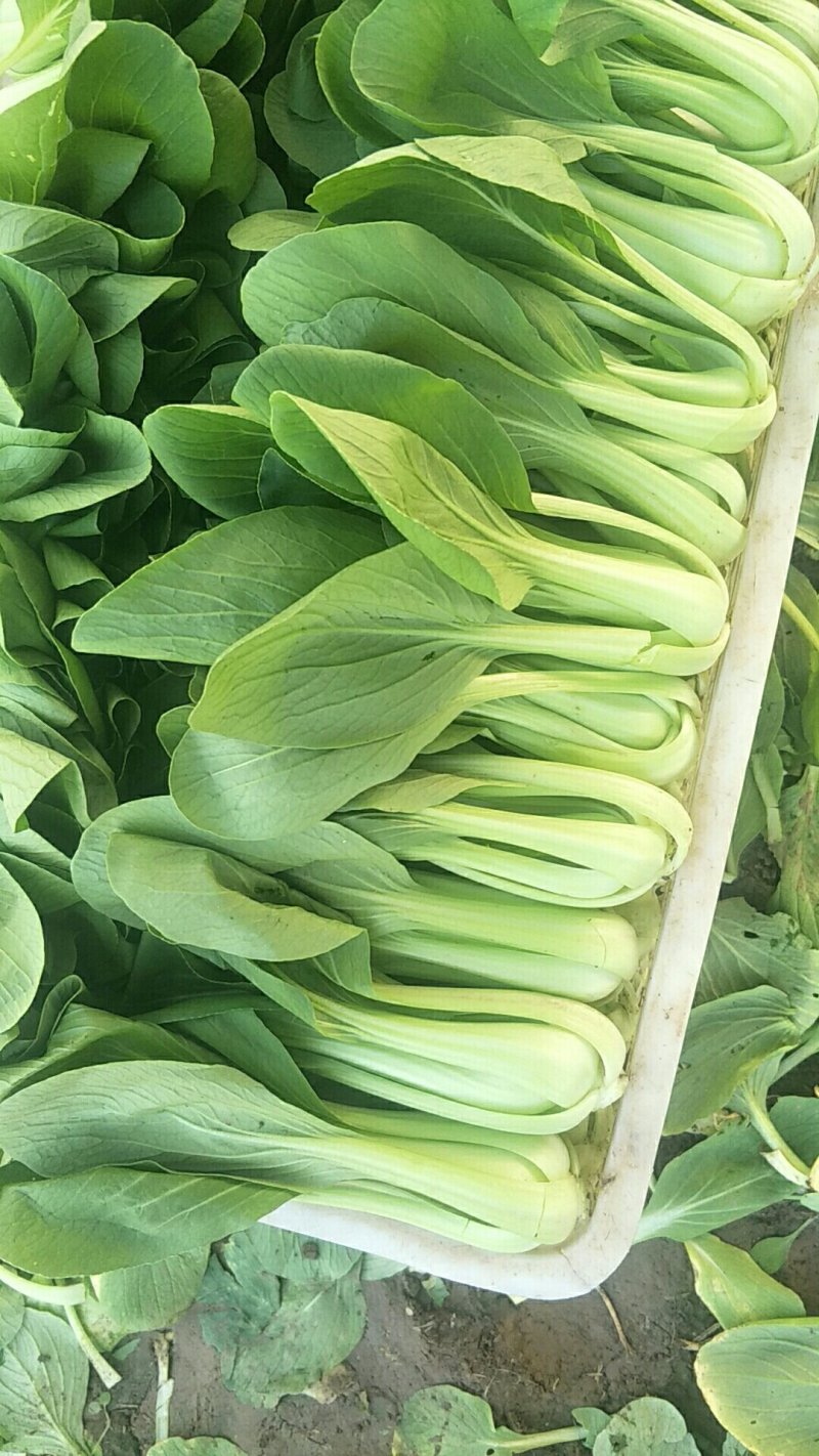 上海青，小白菜，芹菜
