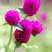千日红种子易活四季开花盆栽千日紫花籽种孑室外花种籽子