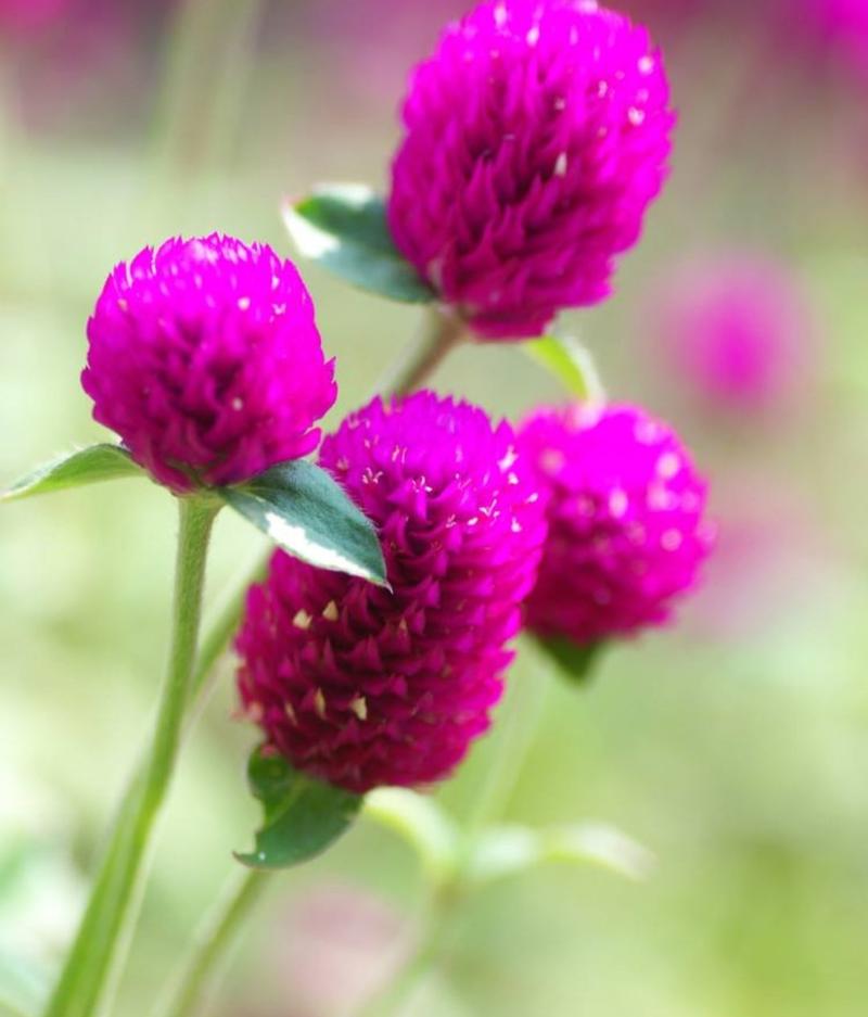 千日红种子易活四季开花盆栽千日紫花籽种孑室外花种籽子