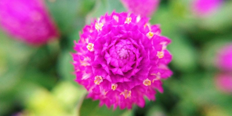千日红种子易活四季开花盆栽千日紫花籽种孑室外花种籽子