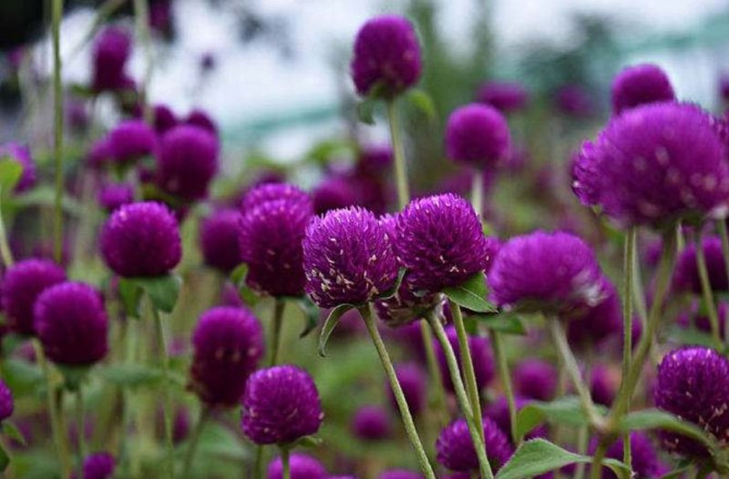 千日红种子易活四季开花盆栽千日紫花籽种孑室外花种籽子