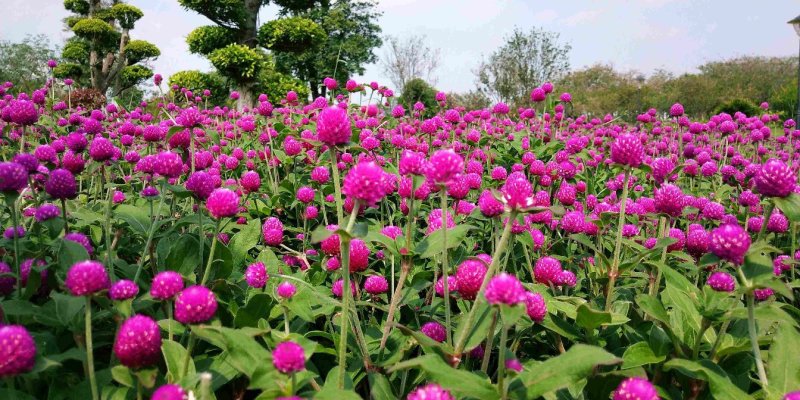 千日红种子易活四季开花盆栽千日紫花籽种孑室外花种籽子