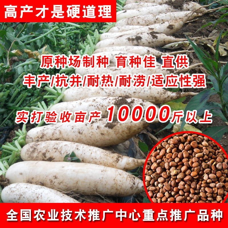 白沙南畔洲晚萝卜种子亩产万斤优良品质400克