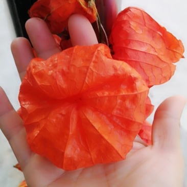 灯笼果_红菇娘大量上市