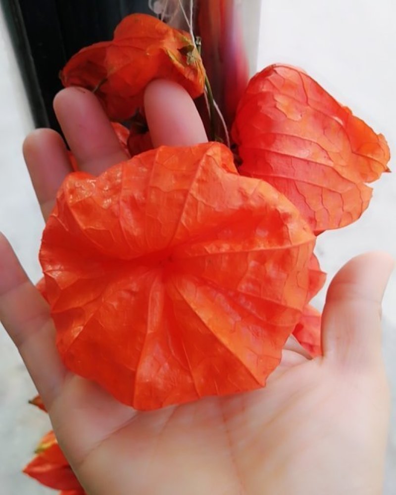灯笼果_红菇娘大量上市