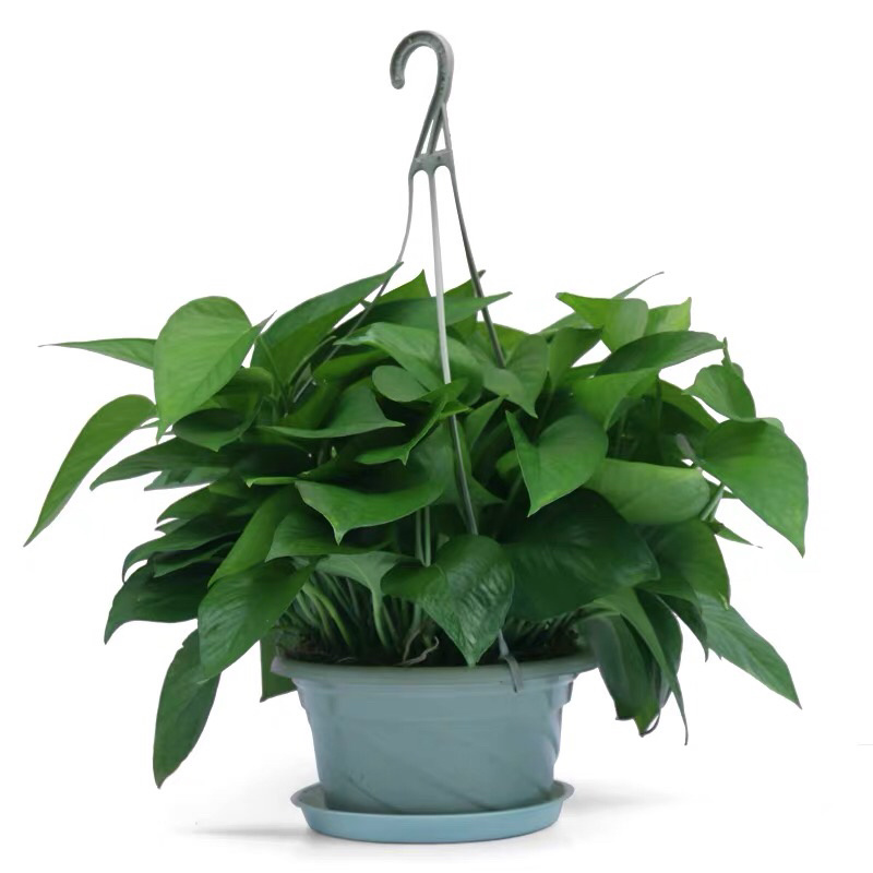 绿萝盆栽水培室内吸除甲醛植物绿航大叶绿箩大盆吊兰