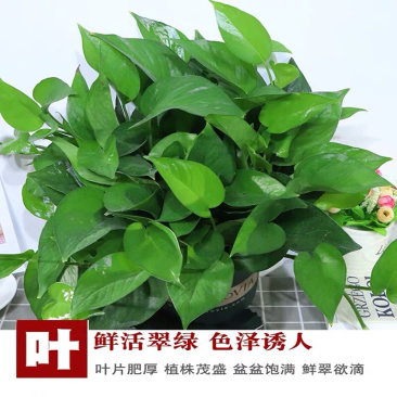 绿萝盆栽水培室内吸除甲醛植物绿航大叶绿箩大盆吊兰