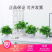 绿萝盆栽水培室内吸除甲醛植物绿航大叶绿箩大盆吊兰