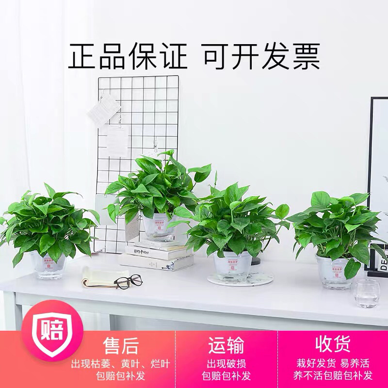 绿萝盆栽水培室内吸除甲醛植物绿航大叶绿箩大盆吊兰